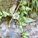 Swertia paniculata - Photo (c) James Ojascastro, todos los derechos reservados, uploaded by James Ojascastro