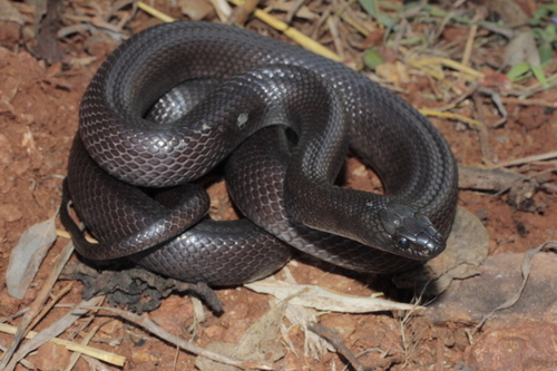 Desert Kingsnake