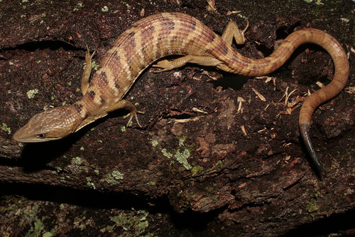 Smooth-headed Alligator Lizard