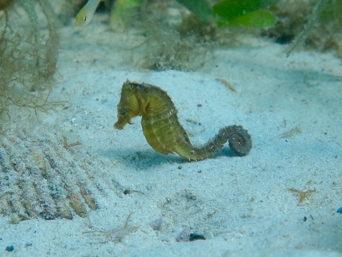 Japanese Seahorse