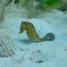 Observation photo