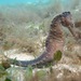 Observation photo