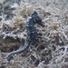 Observation photo