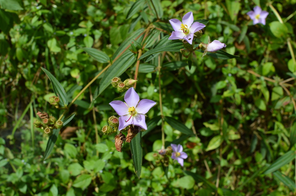 Osbeckia nepalensis (Osbeckia nepalensis)