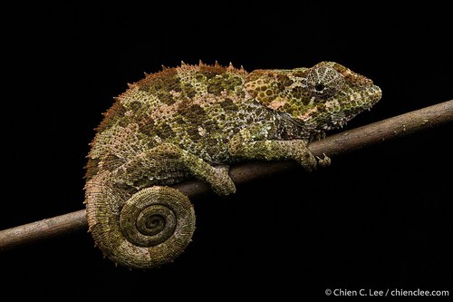 Cryptic Chameleon
