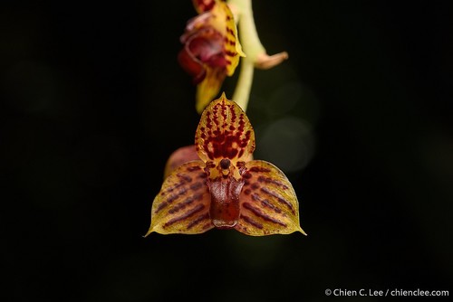 Bulbophyllum francoisii