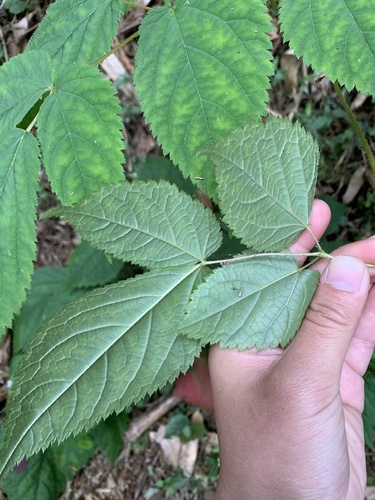 Astilbe sauvage 3
