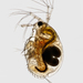 Macrothricidae - Photo (c) Ian Gardiner, todos los derechos reservados, uploaded by Ian Gardiner