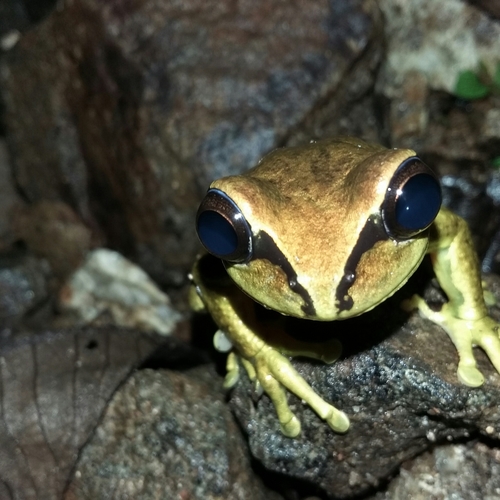 Mourning Tree Frog