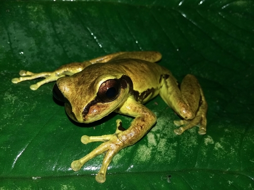 Mourning Tree Frog