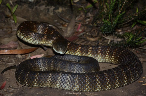 Tiger Snake sighting