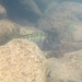 Petrochromis polyodon - Photo (c) Hubert Szczygieł, all rights reserved, uploaded by Hubert Szczygieł