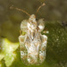 Morrill Lace Bug - Photo (c) Gary McDonald, all rights reserved, uploaded by Gary McDonald