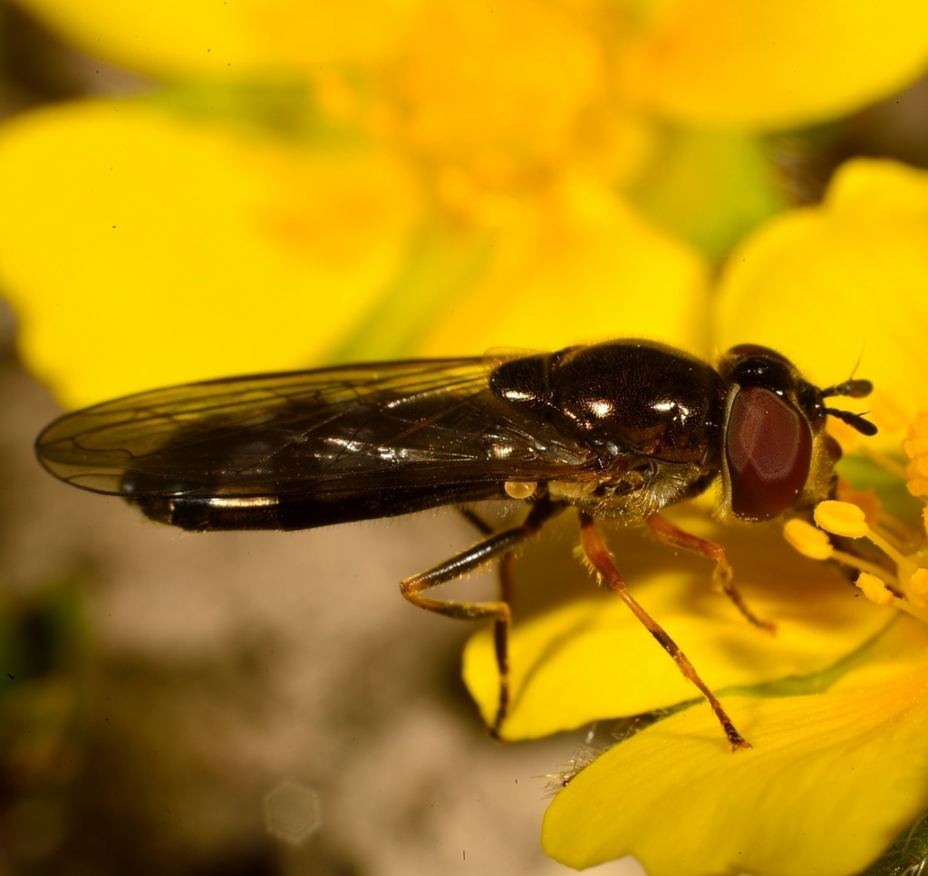 Segata Insects Sedgesitters from Moransengo AT, Bricco on March 20, 2021 at 02:45 PM ...