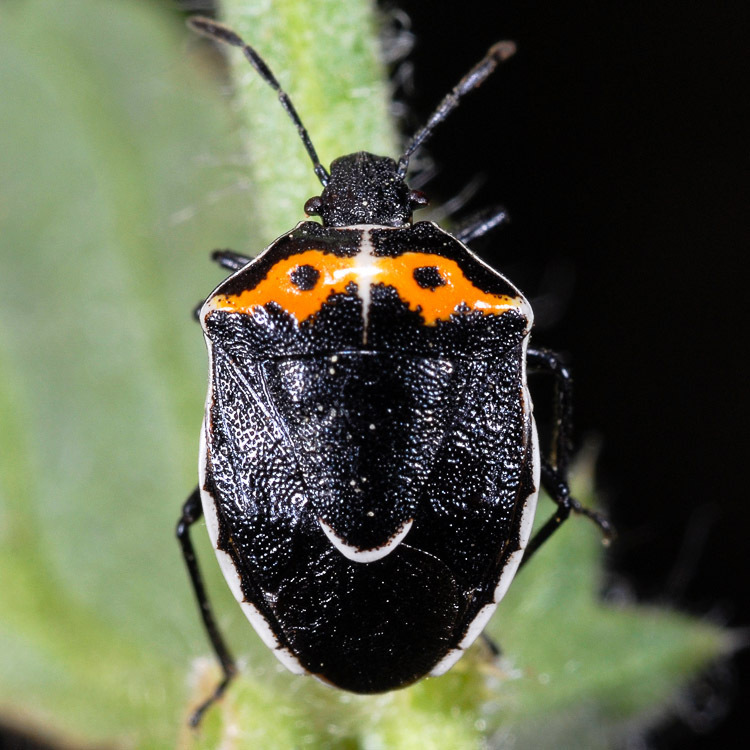Hedge Nettle Stink Bug (Cosmopepla conspicillaris) · iNaturalist