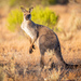 Western Grey Kangaroo - Photo (c) Dominic Chaplin, all rights reserved, uploaded by Dominic Chaplin