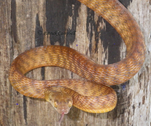 Brown Tree Snake sighting