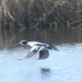 Common Goldeneye × Smew - Photo (c) wouterteunissen, all rights reserved, uploaded by wouterteunissen