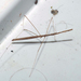 Pseudobargylia iuncea - Photo (c) Simon Grove, todos los derechos reservados, subido por Simon Grove