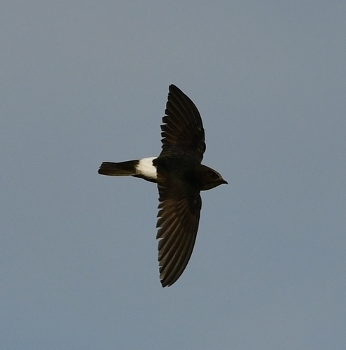 Little Swift