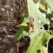 Rhynocoris marginatus - Photo (c) Sreeja Rachaveelpula, όλα τα δικαιώματα διατηρούνται, uploaded by Sreeja Rachaveelpula