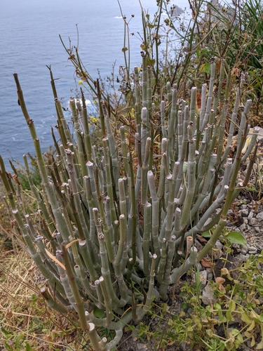 Ceropegia dichotoma ssp. dichotoma