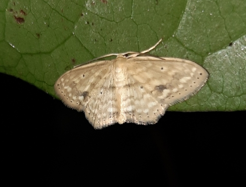 Scopula subquadrata · iNaturalist United Kingdom