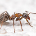 Rufibarbis-group Wood Ants - Photo (c) Fero Bednar, all rights reserved, uploaded by Fero Bednar