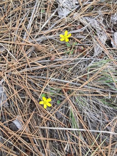 sagebrush buttercup