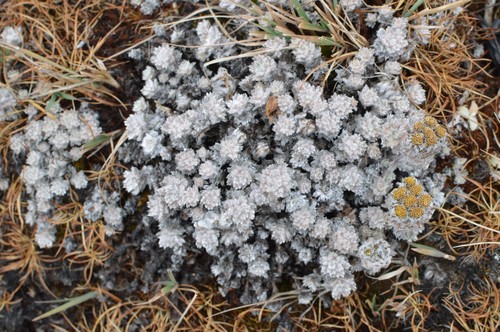 Tanacetum gossypinum · iNaturalist