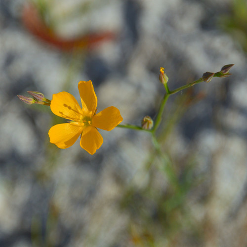 Small's flax (Linum carteri var. smallii)