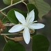 Pterospermum suberifolium - Photo (c) Nuwan Chathuranga, all rights reserved, uploaded by Nuwan Chathuranga