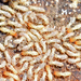 Termites - Photo (c) Angella Moorehouse, all rights reserved, uploaded by Angella Moorehouse