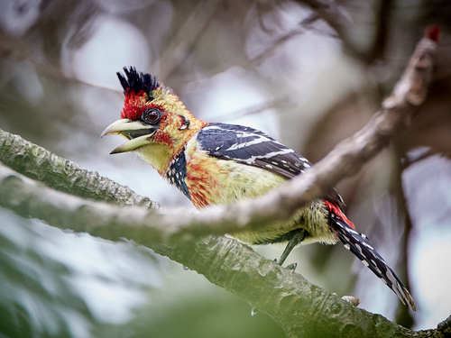 Crested Barbet