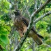 Tres Marías Red-tailed Hawk - Photo (c) Horacio V. Barcenas, all rights reserved, uploaded by Horacio V. Barcenas