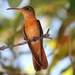 Cinnamon Hummingbird (Tres Marías) - Photo (c) Horacio V. Barcenas, all rights reserved, uploaded by Horacio V. Barcenas