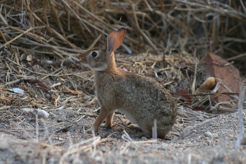 Tres Marías Cottontail