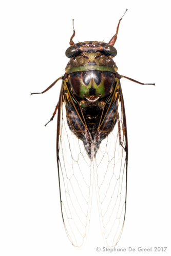 Woldai Insect Guyalna woldai · iNaturalist