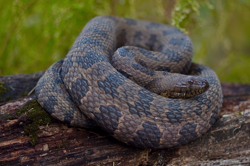 Brown Watersnake