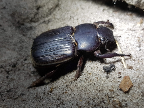 Genus Platygenia · iNaturalist