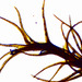 Ditrichum - Photo (c) mossy, όλα τα δικαιώματα διατηρούνται, uploaded by mossy
