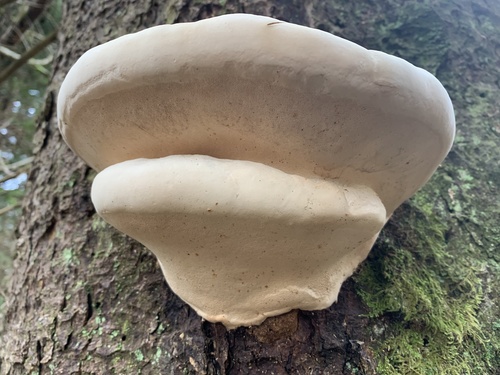 Ochre-banded Conk