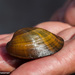 Higgins' Eye Pearly Mussel - Photo (c) Gordon Dietzman, all rights reserved, uploaded by Gordon Dietzman