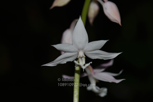 Calanthe lechangensis