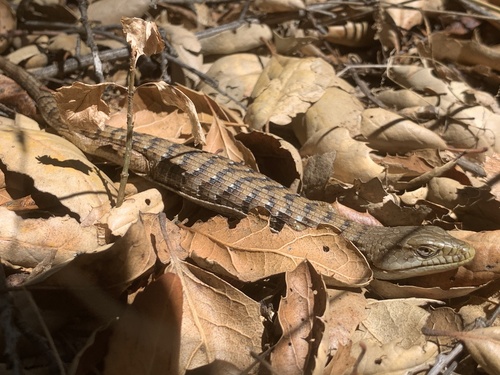 iNaturalist observation photo of Southern Alligator Lizard