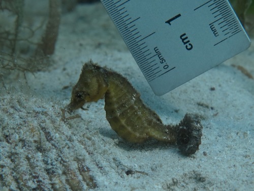 Japanese Seahorse