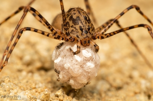 The Öko Box: Big Spider with Striped Long Legs