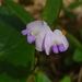 Glycine tabacina - Photo (c) Peter Lawrence, όλα τα δικαιώματα διατηρούνται, uploaded by Peter Lawrence