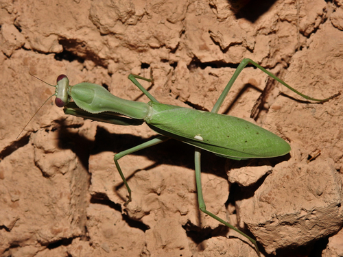 Giant African Mantis