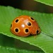 Eastern Ten-spotted Ladybug - Photo (c) Suipoon Kwan, all rights reserved, uploaded by Suipoon Kwan